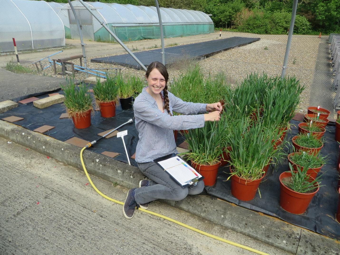 From the Field to the Greenhouse with Lab Technician Laura Crook